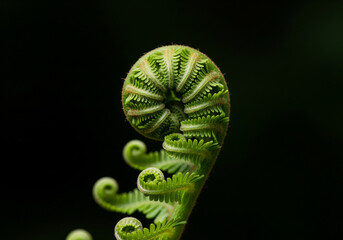 green leaf on black background