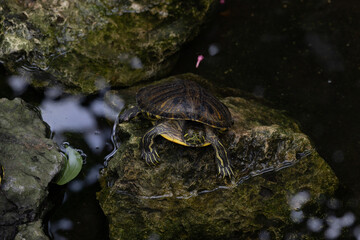 Obraz premium A turtle rests on a mossy rock beside calm water, showcasing its detailed shell and patterned skin.