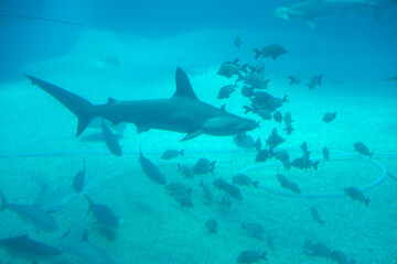 Sand tiger Shark (Carcharias taurus) under water
