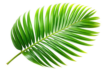 tropical nature green palm leaf image isolated on transparent