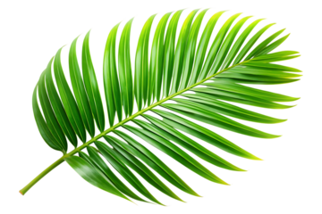 tropical nature green palm leaf image isolated on transparent