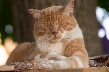 Ginger cat relaxing in nature: funny yawns and sleepy expressions on a wooden bench with a blanket,...