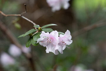 Close-up of delicate pink azalea flowers with soft focus background, highlighting nature's beauty.