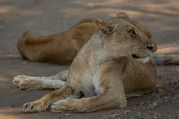 Lioness resting in shade