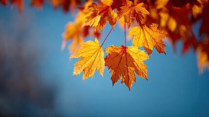 Bright autumn maple leaves hanging against a vivid blue sky with sunlight