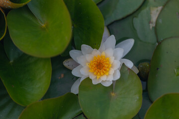 Blooming white water lilies and green leaves on the water on a sunny day. Lotus floating on the pond. Natural beauty of the water garden. Picturesque natural background.