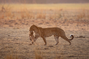 Side profile of leopard walking with monkey in mouth