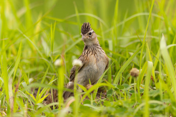 草むらを警戒するヒバリ
