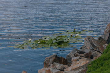 Blooming white water lilies and green leaves on the water on a sunny day. Lotus floating on the pond. Natural beauty of the water garden. Picturesque natural background.