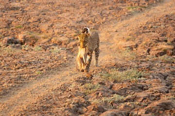 Leopard walking with prey in mouth
