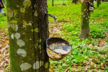Naklejka premium natural Milky latex extracted from rubber trees plantation as a source of natural rubber in field