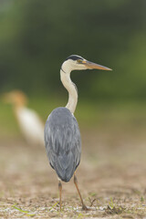 田んぼを捜索するアオサギ