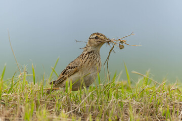 巣作りに勤しむヒバリ