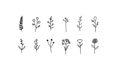 Wild Botanical Element. Delicate botanical element with small flowers and natural stems drawn in thin black lines.