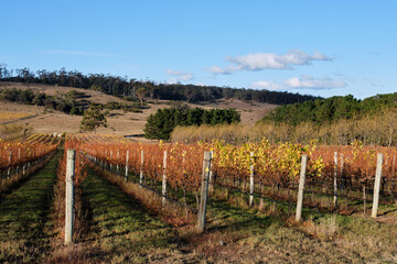 Autumn in the vineyard - Apslawn, Tasmania, Australia
