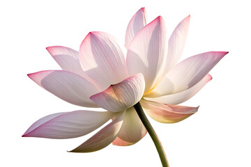  nature-lotus-flower- isolated on white background, ai generated