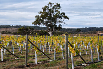 Lonely gum tree  in the middle of the vineyard - Cranbrook, Tasmania, Australia