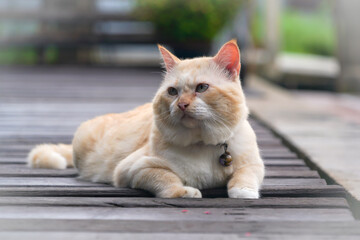 the white cat lay on the floor with dramatic tone