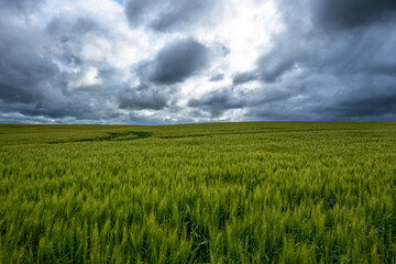 Rural agricultural landscape in western Latvia in late june.