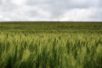 Rural agricultural landscape in western Latvia in late june.