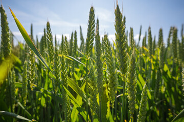 Rural agricultural landscape in western Latvia in late june.