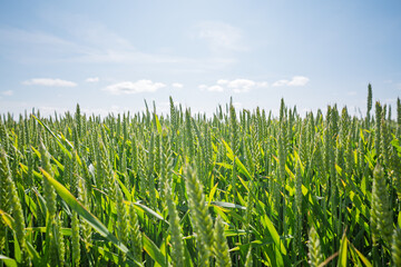 Rural agricultural landscape in western Latvia in late june.