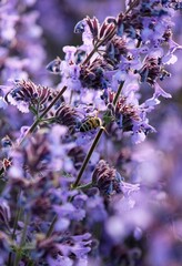 Purple background of blooming catnip. Delicate flowers of catnip (Nepeta cataria) in the garden. Bright summer flowers. Beautiful nature background. Evening landscape. Summer time. Purple flowers. Bee