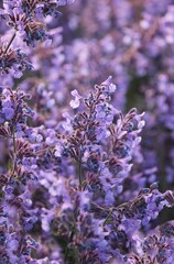 Purple background of blooming catnip. Delicate flowers of catnip (Nepeta cataria) in the garden. Bright summer flowers. Beautiful nature background. Evening landscape. Summer time. Purple flowers