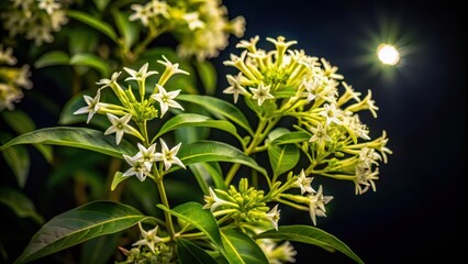 Cestrum nocturnum in full bloom with white fragrant flowers at night