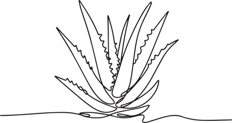 continuous single line drawing of aloe vera plant with pointed leaves in black and white line art style