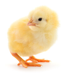 Obraz premium Small yellow chicken