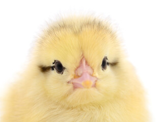Small yellow chicken