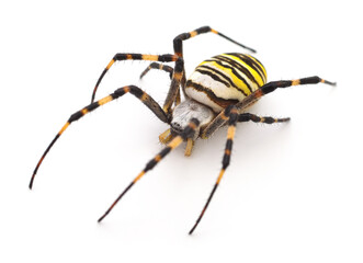 Yellow and brown spider.