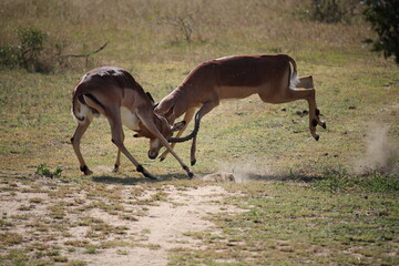 Impala rams fighting