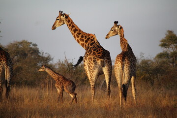 Welcome the newborn giraffe to the family