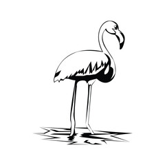 Greater flamingo design template