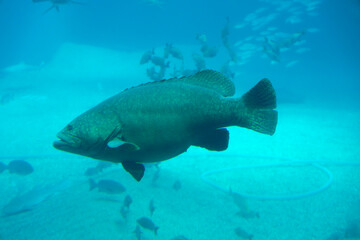 Longtooth grouper (Epinephelus bruneus) under water