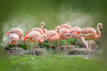 Elegant Pink Flamingos Standing Together in a Misty Natural Habitat with Green Background