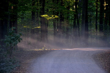 Promienie słońca w lesie i mgła  © Zuzanna