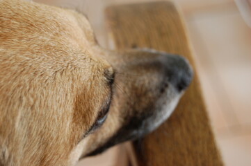 Pies odpoczywa  © Zuzanna