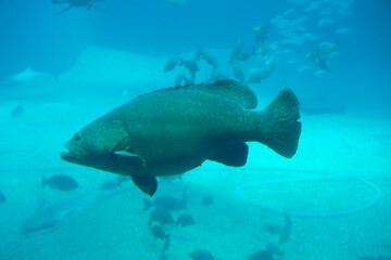 Fototapeta premium Longtooth grouper (Epinephelus bruneus) under water