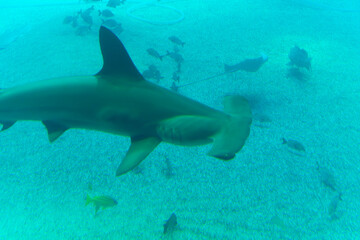 Scalloped hammerhead (Sphyrna lewini) under water