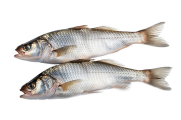 Obraz premium fresh aspius fish, isolated on white background