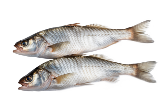 fresh aspius fish, isolated on white background