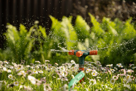 Garden sprinkler watering flowerbed and green lawn with flowers. Watering garden a hose at heat summer. Close up. Automatic smart irrigation system.