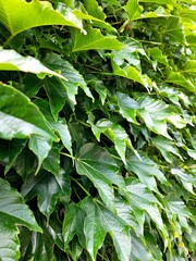 Green living fence overgrown with ivy climbing plant. Fresh foliage background. Natural leaves backdrop. Summer nature in sunlight. green leaves, flora and foliage