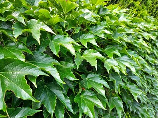 Green living fence overgrown with ivy climbing plant. Fresh foliage background. Natural leaves backdrop. Summer nature in sunlight. green leaves, flora and foliage