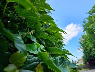 Green living fence overgrown with ivy climbing plant. Fresh foliage background. Natural leaves backdrop. Summer nature in sunlight. green leaves, flora and foliage