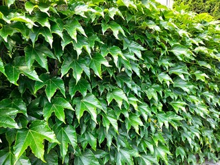 Green living fence overgrown with ivy climbing plant. Fresh foliage background. Natural leaves...