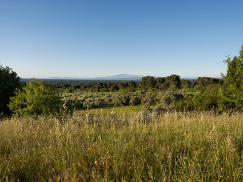Paysage de nature dans les Alpilles en Provence, champs d'herbes sauvages en premier plan, oliviers et pins, massif montagneux en arri&egrave;re plan, ciel bleu